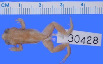 Media type: image; Herpetology A-30428